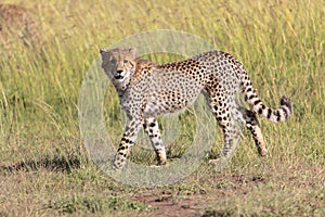 Young cheetah at the masai mara