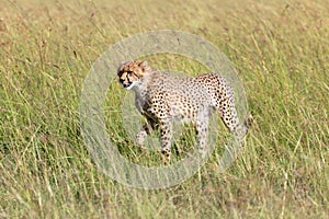 Young cheetah at the masai mara