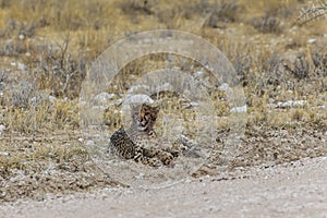 Young cheetah near the road in Etosha Park, Namibia