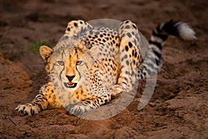 Young cheetah in setting sun