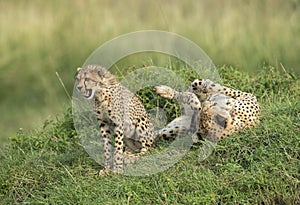 Young cheetah sitting while mother cheetah is sleeping at Masai Mara , Kenya