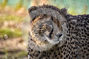 Cheetah looking into the distance.