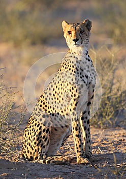 Young Cheetah spotted cat