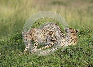 Young Cheetah stalking on birds at Masai Mara, Kenya