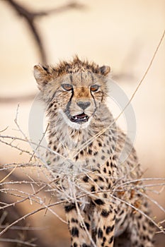 Young Cheetahs on a kill in the shade of a thorn tree in the Kgalagadi Park