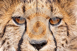 Young Cheetahs on a kill in the shade of a thorn tree in the Kgalagadi Park