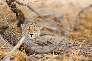 Young Cheetahs on a kill in the shade of a thorn tree in the Kgalagadi Park