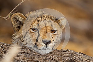 Young Cheetahs on a kill in the shade of a thorn tree in the Kgalagadi Park