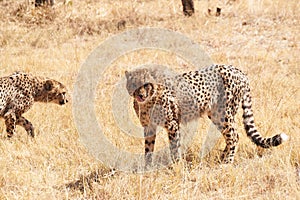 Young cheetahs moving around dry grass