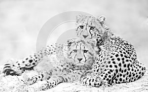 Young cheetahs photo