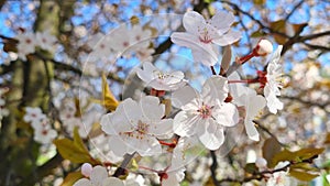 Young cherry blossom branch in the park in spring.