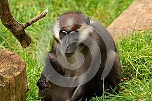 a young Cherry-crowned mangabey (Cercocebus torquatus)