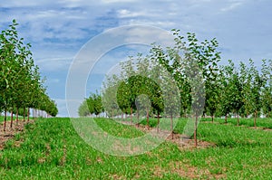 Young cherry orchard. Low green trees are planted in rows