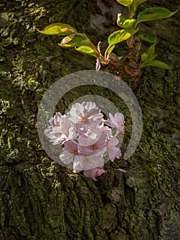 Young cherry sprout growing from tree trunk showing some blossoms.