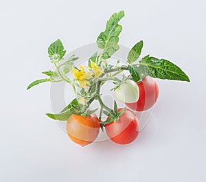 Young cherry tomatoes with tomato flowers and young green leaves