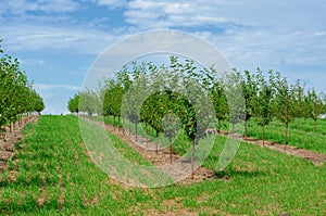 Young cherry trees are planted in rows in the garden