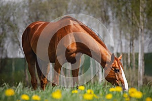 Young chestnut budyonny gelding horse with white line on face eating grass in pasture