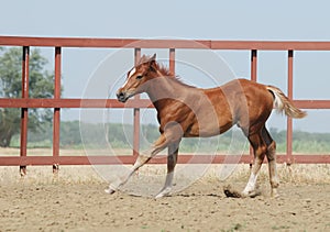 Young chestnut foal