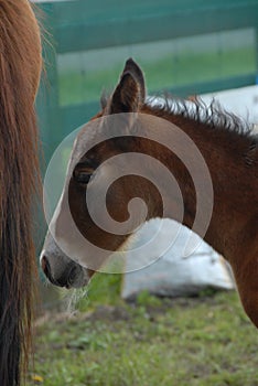 Young chestnut foal foal with white whiskers