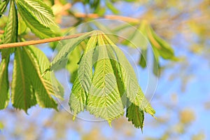 Young chestnut leaves, sprouting at springtime