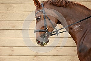 Young chestnut trakehner horse in bridle during training