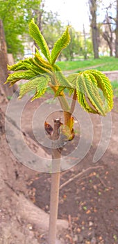 Young chestnut tree. green chestnut. young chestnut runaway.