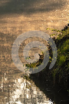 Young chestnut tree living above the water.