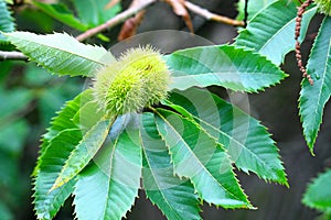 Young chestnuts