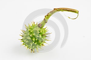 Young chestnuts lying on a white table. Small chestnut fruit in