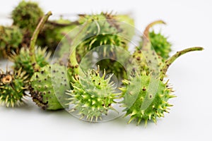 Young chestnuts lying on a white table. Small chestnut fruit in