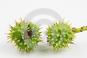 Young chestnuts lying on a white table. Small chestnut fruit in