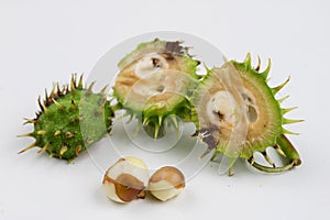 Young chestnuts lying on a white table. Small chestnut fruit in