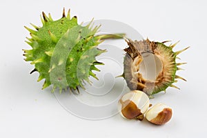 Young chestnuts lying on a white table. Small chestnut fruit in