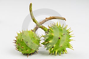 Young chestnuts lying on a white table. Small chestnut fruit in