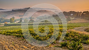 Young Chianti Vineyard in Tuscan Countryside, Italy