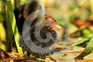 Young chick of American Coot