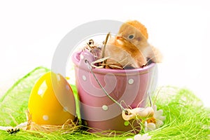 Young Chick in Bucket