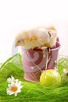 Young Chick in Bucket