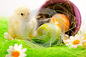 Young Chick in bucket