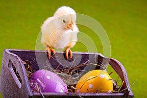 Young Chick in bucket