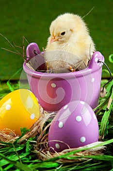 Young Chick in bucket