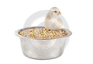Young chick and cereals