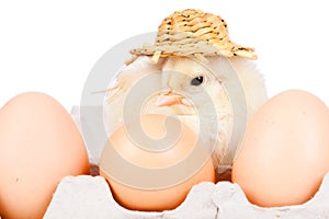 Young chick - easter concept