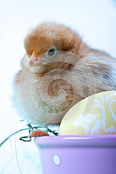 Young Chick and Eggs