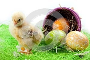 Young Chick and Eggs