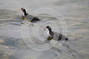 Young chick of Eurasian coot (Fulica atra)