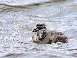 Young chick of great crested grebe
