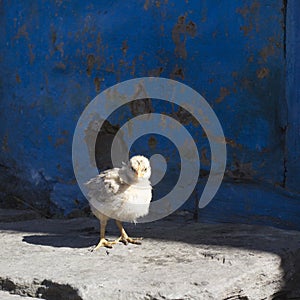Young chick near blue wall