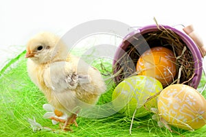 Young Chick and Painted Eggs