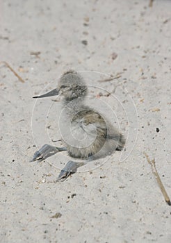 Young chick of Pied Avocet